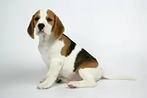 Dog - Beagle Puppy sitting down
