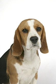 Dog - Beagle Puppy sitting down