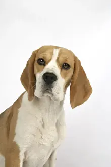Dog - Beagle Puppy sitting down