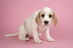 Dog - Beagle Puppy sitting down