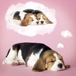 Dog - Beagle puppy sleeping and dreaming of love