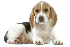 Hound Prints: Dog - Beagle puppy in studio