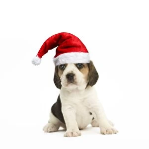 Beagle Gallery: Dog, Beagle puppy wearing Christmas hat