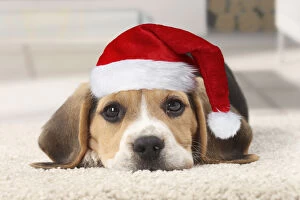 New Images March 2018 Gallery: Dog, Beagle puppy wearing Christmas hat