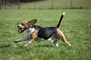 Holding Collection: Dog - Beagle running in garden with ball in mouth
