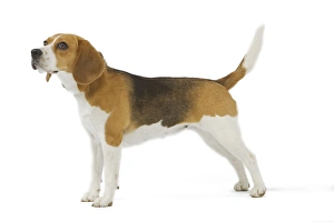 Images Dated 24th July 2007: Dog - Beagle in studio