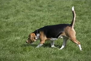 Images Dated 3rd April 2011: Dog - Beagle walking in garden