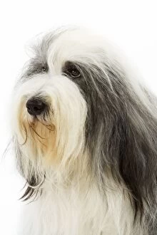 Images Dated 9th April 2006: Dog - Bearded Collie