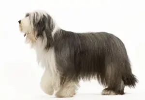 Dog - Bearded Collie