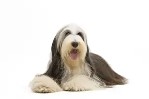 Dog - Bearded Collie