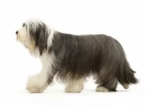 Images Dated 23rd October 2011: Dog - Bearded Collie