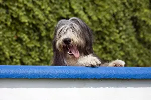 Scruffy Prints: Dog - Bearded Collie look over the wall