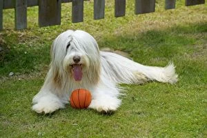 Images Dated 1st July 2013: DOG - Bearded collie playing with ball
