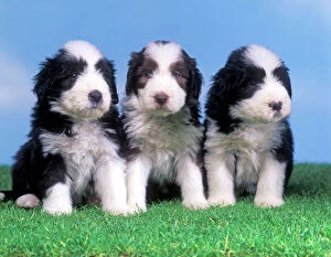 Herd Breeds Collection: Dog - Bearded Collie - Three puppies