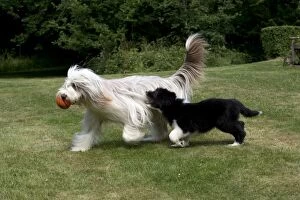 Images Dated 1st July 2013: DOG - Bearded collie puppy