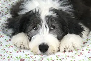 Dog. Bearded Collie puppy