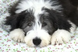 Dog. Bearded Collie puppy