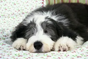 Sleeping Prints: Dog. Bearded Collie puppy in basket