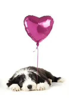 Balloons Prints: Dog. Bearded Collie puppy laying down with heart shaped balloon Digital Manipulation: balloon (JD)