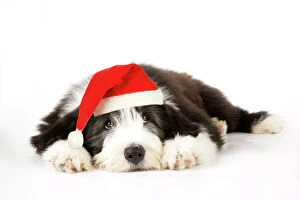Images Dated 4th July 2008: Dog. Bearded Collie puppy laying down wearing Christmas hat Digital Manipulation: Christmas hat (JD)