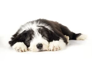 Dog. Bearded Collie puppy lying down