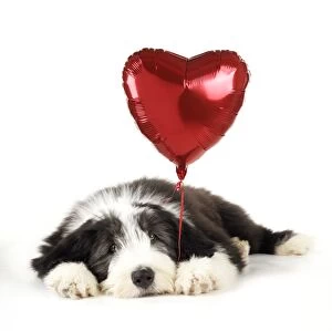 Dog. Bearded Collie puppy lying down with heart shaped balloon