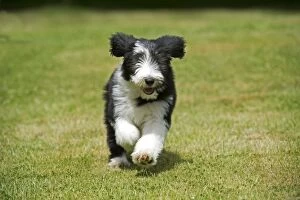 Images Dated 1st July 2013: DOG - Bearded collie puppy running through garden