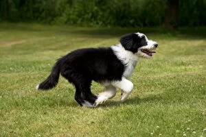 Images Dated 1st July 2013: DOG - Bearded collie puppy running through garden