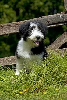 Images Dated 1st July 2013: DOG - Bearded collie puppy sitting in front of