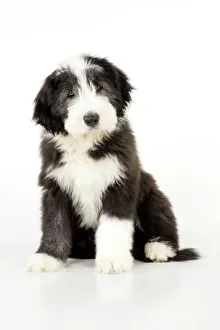 Herd Breeds Collection: Dog. Bearded Collie puppy sitting