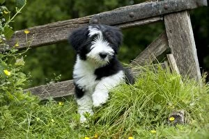 Images Dated 1st July 2013: DOG - Bearded collie puppy. sitting in front