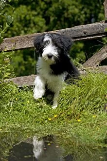 Images Dated 1st July 2013: DOG - Bearded collie puppy sitting at the edge