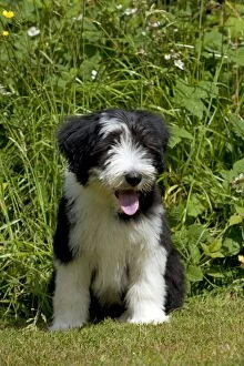 Images Dated 1st July 2013: DOG - Bearded collie puppy sitting in garden