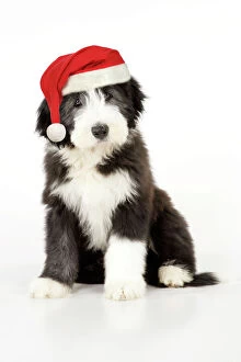 Dog. Bearded Collie puppy sitting wearing Christmas hat