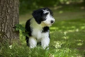 Images Dated 1st July 2013: DOG - Bearded collie puppy standing next to tree