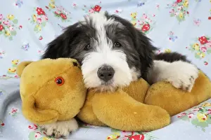 Teddy Bear Prints: Dog. Bearded Collie puppy with teddy bear