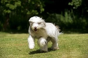 Images Dated 1st July 2013: DOG - Bearded collie running through garden