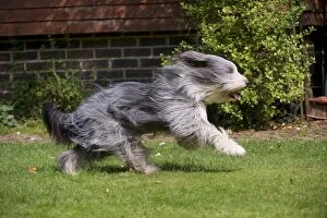 Images Dated 31st August 2012: DOG - Bearded collie running in garden