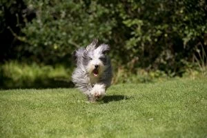 Images Dated 31st August 2012: DOG - Bearded collie running in garden