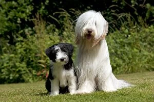 Images Dated 1st July 2013: DOG - Bearded collie sitting with bearded collie