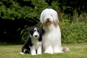 Images Dated 1st July 2013: DOG - Bearded collie sitting with bearded collie