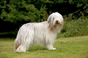Images Dated 1st July 2013: DOG - Bearded collie standing in garden