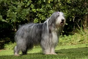 Images Dated 31st August 2012: DOG - Bearded collie standing in garden