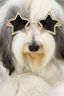 Images Dated 31st March 2020: Dog - Bearded Collie wearing star glasses