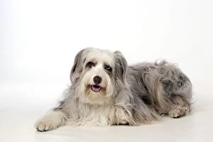 Images Dated 19th March 2012: DOG - Bearded collie X laying down