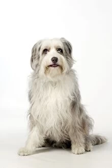 Images Dated 19th March 2012: DOG - Bearded collie X sitting