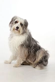 Images Dated 19th March 2012: DOG - Bearded collie X sitting