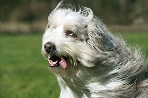 Images Dated 19th March 2012: DOG - Bearded collie X with wind blown fur