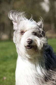 Images Dated 19th March 2012: DOG - Bearded collie X with wind blown fur