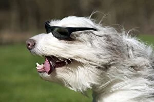 Images Dated 19th March 2012: DOG - Bearded collie X with wind blown fur wearing
